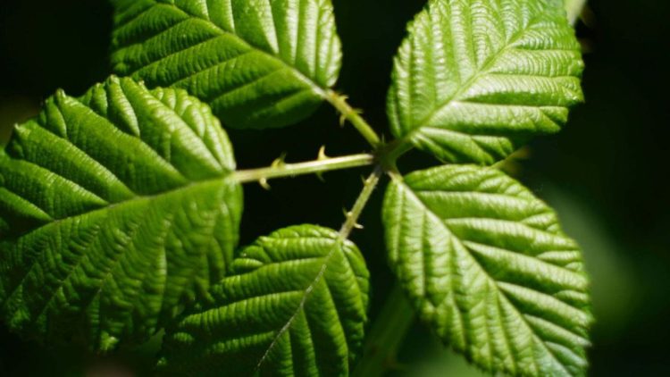 Feuilles de ronce 