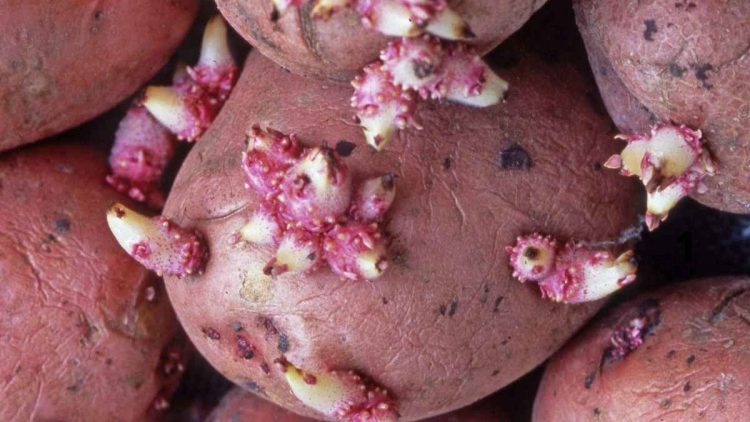 Peut-on manger des pommes de terre germées ? Voici la réponse des experts